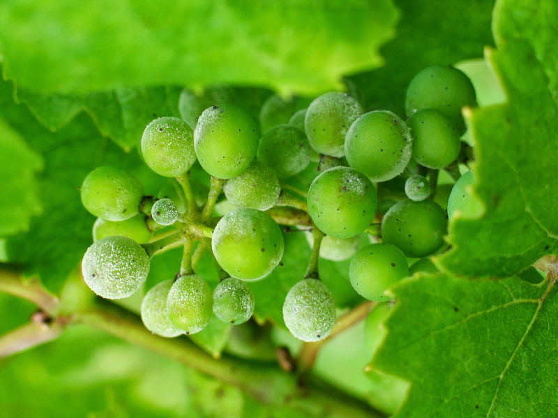 Illustration for article titled Why Genetically Engineered Grapes Would Make Great Wine